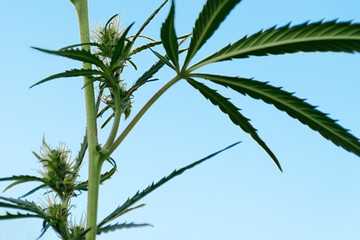 Side view of a bush of marijuana with flowers, against blue sky. Cannabis plant to treat patients...