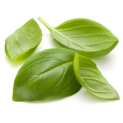 Sweet basil herb leaves handful isolated on white background closeup