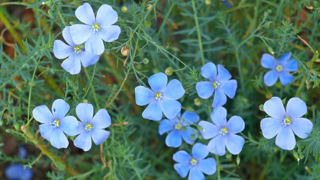 Lein, Linum perenne