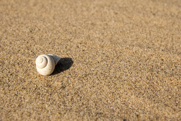 A small shell in the sand.