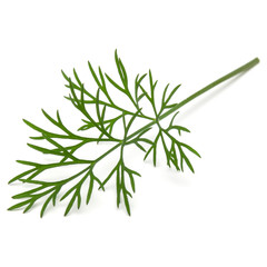 Naklejka premium Close up shot of branch of fresh green dill herb leaves isolated on white background