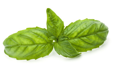 Close up studio shot of fresh green basil herb leaves isolated on white background. Sweet Genovese basil.