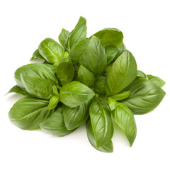 Sweet basil herb leaves bunch isolated on white background