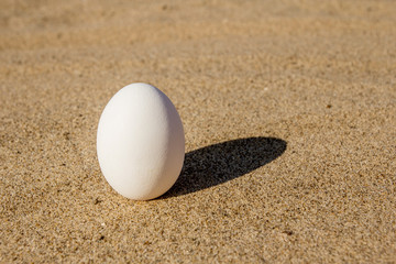 Egg on hot yellow sand.