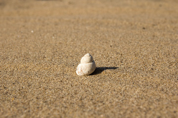 Fototapeta na wymiar A small shell in the sand.