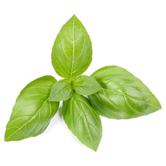 sweet basil herb leaves isolated on white background. Genovese basil leaf.