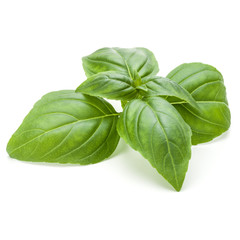 Close up studio shot of fresh green basil herb leaves isolated on white background. Sweet Genovese...