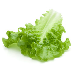 fresh green lettuce salad leaves isolated on white background