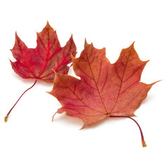 colorful autumn maple leaf isolated on white