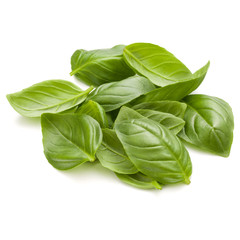Sweet basil herb leaves handful isolated on white background closeup