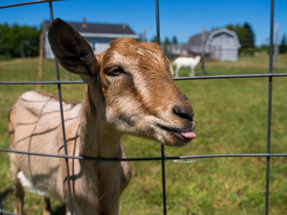 Funny Goat 