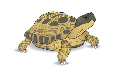 Russian Tortoise, Desert Tortoise, Horsefield Tortoise, turtle