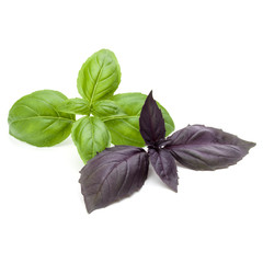 Close up studio shot of fresh green and red basil herb leaves mix isolated on white background....