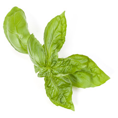 sweet basil herb leaves isolated on white background. Genovese basil leaf.
