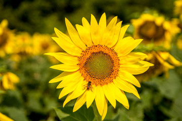 Helianthus or sunflower is a genus of plants comprising about 70 species.