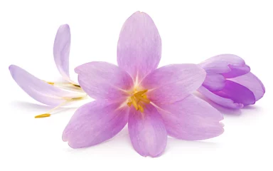 Crédence de cuisine en verre imprimé Crocus lilac crocus flowers isolated on white background