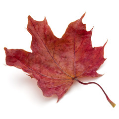 colorful autumn maple leaf isolated on white