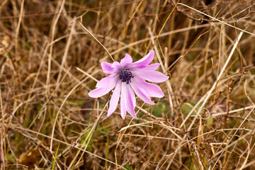 Pink flower on a background of dry grass.