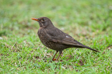 Common blackbird is a species of true thrush.