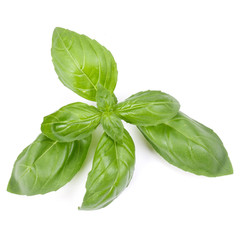 sweet basil herb leaves isolated on white background. Genovese basil leaf.