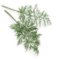 Close up shot of branch of fresh green dill herb leaves isolated on white background