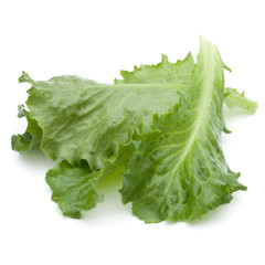 Close up studio shot of fresh green endive salad leaf isolated on white background.