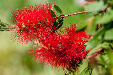 A beautiful flower of callistemon.