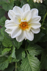 Dalia blanca (Asteraceae)