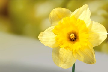 Yellow Daffodil isolated on White Background