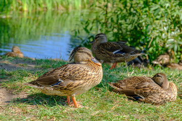 Brown wild ducks are sitting in the green grass on the riverside.