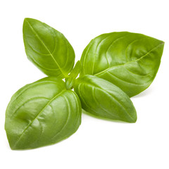 Sweet basil herb leaves isolated on white background closeup