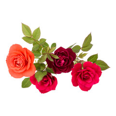 colorful rose flower bouquet with green leaves isolated on white background cutout