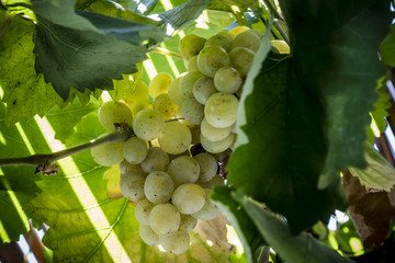 Bunch of grapes