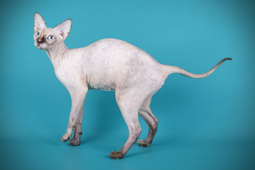 Canadian Sphinx cat on colored backgrounds