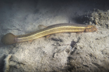 Weather loach (Misgurnus fossilis) in the beautiful clean pond. Underwater shot in the lake. Wild life animal. Underwater photography of Weatherfish in the nature habitat with nice background.