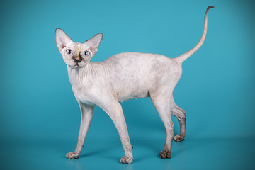 Canadian Sphinx cat on colored backgrounds