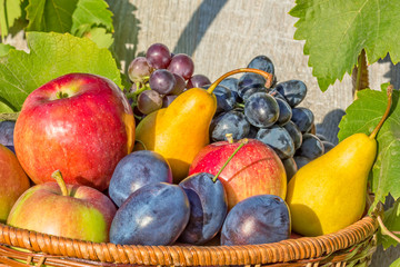 Ripe juicy fruits in a basket, close-up