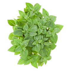 Fresh Greek basil herbs bouquet isolated on white background cutout. Top view.