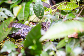 Alligator in Tortuguero National Park of Costa Rica
