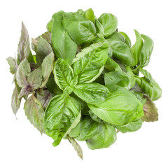 Fresh sweet Genovese basil bouquet isolated on white background cutout. Top view.