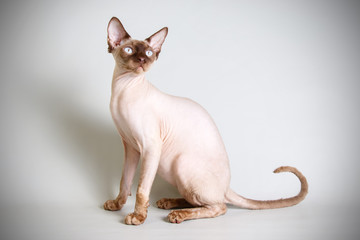 Canadian Sphinx cat on colored backgrounds