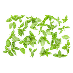 Sweet Genovese basil leaves background arrangement isolated on white. Top view.