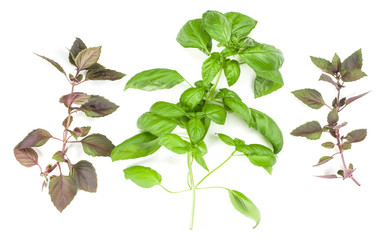 Varieties of basil leaves isolated on white background. Flat, Top view.