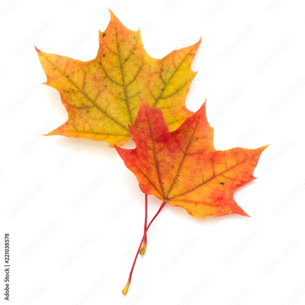 Canvas Prints colorful autumn maple leaf isolated on white