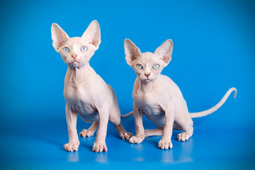 Canadian Sphinx cat on colored backgrounds