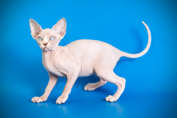 Canadian Sphinx cat on colored backgrounds