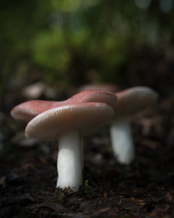 Forest Mushrooms