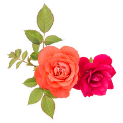 Obraz premium pomarańczowy kwiat róży bukiet z zielonych liści na białym tle na białe tło wyłącznik