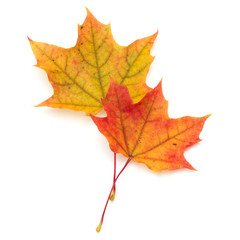 colorful autumn maple leaf isolated on white