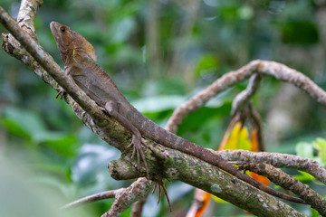 Iguana in Tortuguero Costa Rica